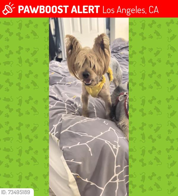 Lost Male Dog last seen 109th Street and Avalon, Los Angeles, CA 90061