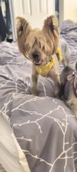 Lost Male Dog last seen 109th Street and Avalon, Los Angeles, CA 90061