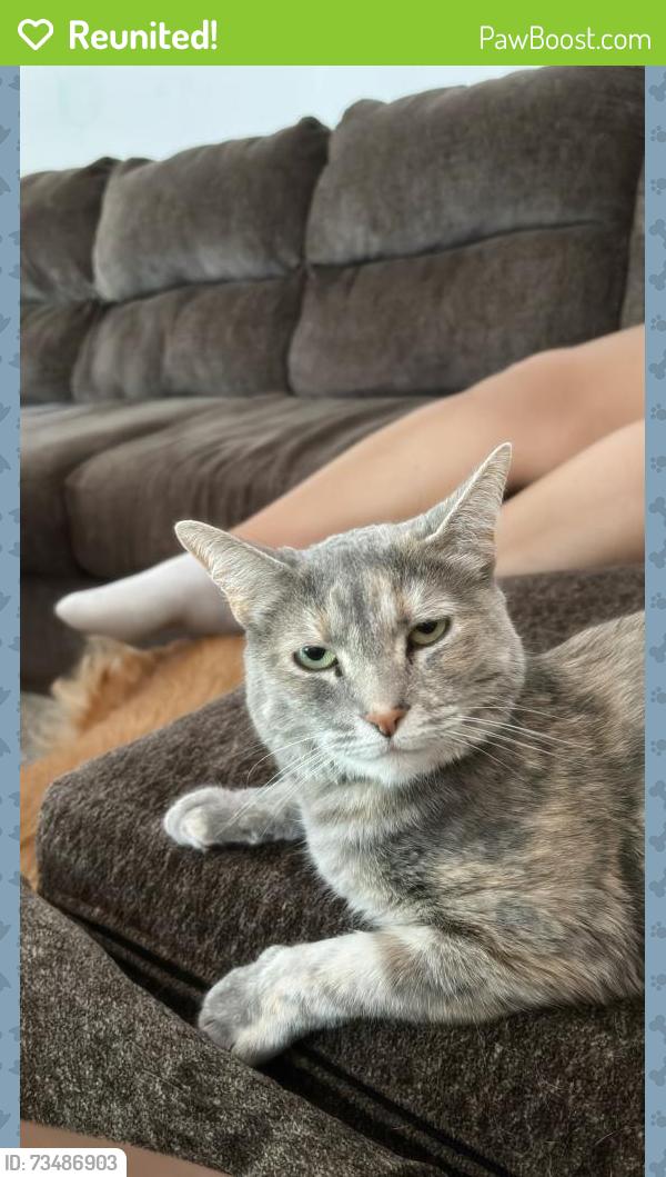 Reunited Female Cat last seen Pin oak dr, E 42nd st, Loveland, CO 80538