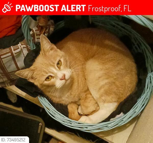 Lost Female Cat last seen Near S lake Reefy Blvd, Frostproof, FL 33843