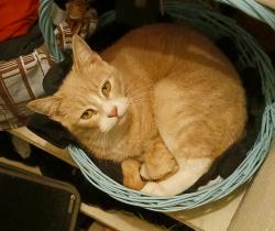 Lost Female Cat last seen Near S lake Reefy Blvd, Frostproof, FL 33843