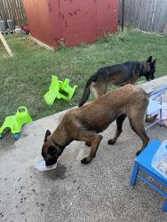 Found/Stray Male Dog last seen In my backyard, I am holding until the shelter opens on Tuesday as long as they stay!, White Settlement, TX 76108