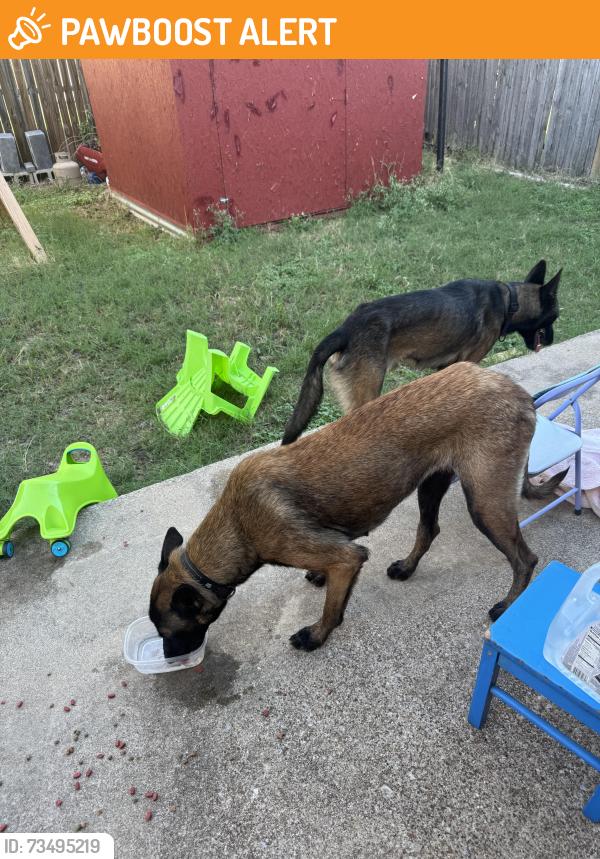 Found/Stray Male Dog last seen In my backyard, I am holding until the shelter opens on Tuesday as long as they stay!, White Settlement, TX 76108