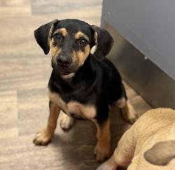Shelter Stray Female Dog last seen 30th Street, San Diego, CA, 92102, 5500 Gaines St, San Diego, CA 92110, USA