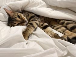 Lost Female Cat last seen Home, Las Vegas, NV 89179
