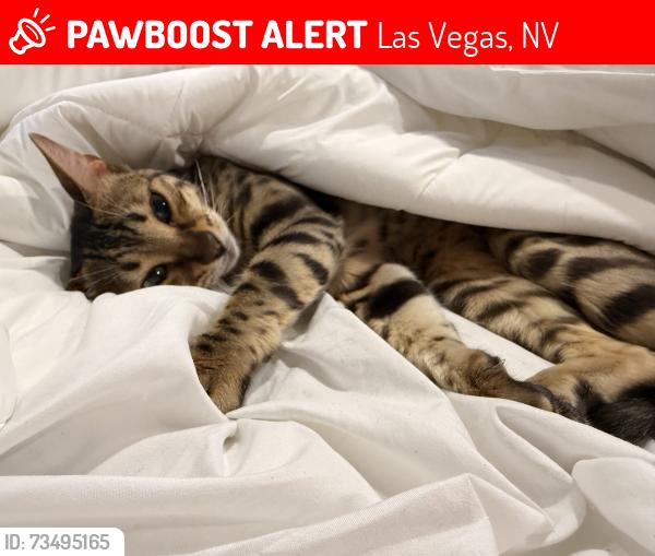 Lost Female Cat last seen Home, Las Vegas, NV 89179