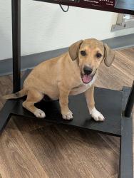 Shelter Stray Female Dog last seen 30th Street, San Diego, CA, 92102, 5500 Gaines St, San Diego, CA 92110, USA