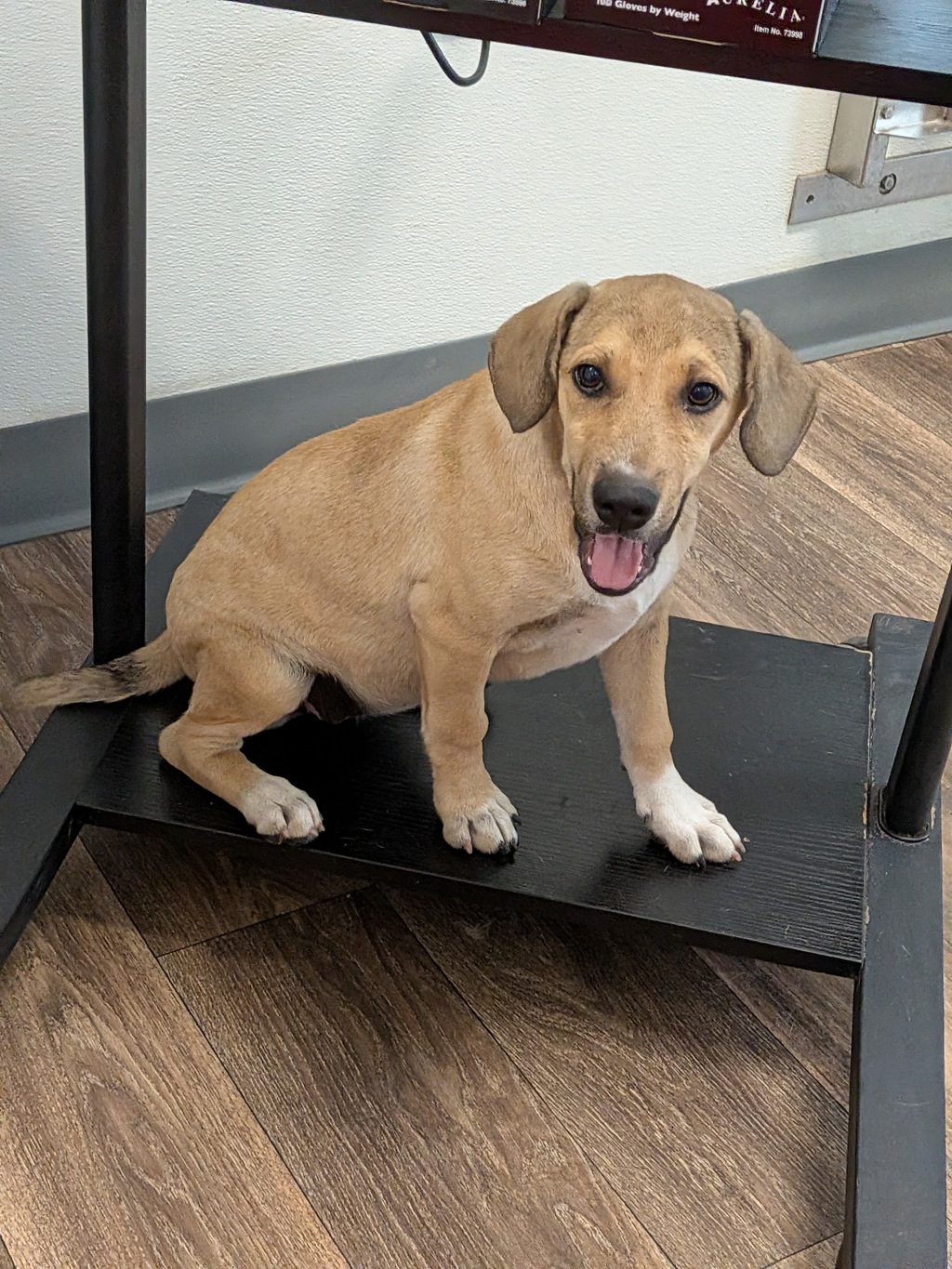 Shelter Stray Female Dog last seen 30th Street, San Diego, CA, 92102, 5500 Gaines St, San Diego, CA 92110, USA