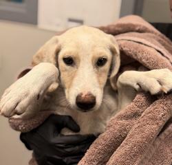Shelter Stray Male Dog last seen 30th Street, San Diego, CA, 92102, 5500 Gaines St, San Diego, CA 92110, USA