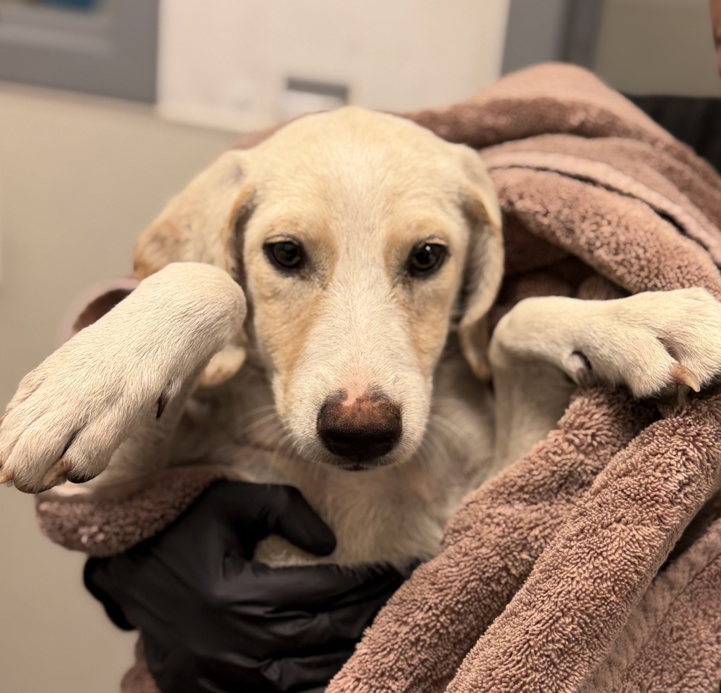 Shelter Stray Male Dog last seen 30th Street, San Diego, CA, 92102, 5500 Gaines St, San Diego, CA 92110, USA
