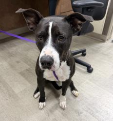 Shelter Stray Male Dog last seen Near Milden Street, La Mesa - Lake Murray, CA, 91942, 5500 Gaines St, San Diego, CA 92110, USA
