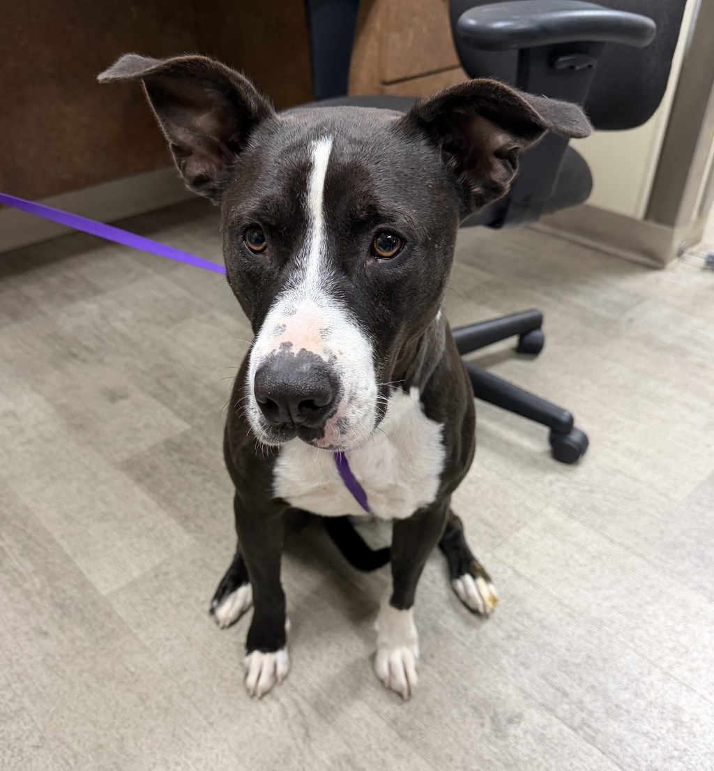 Shelter Stray Male Dog last seen Near Milden Street, La Mesa - Lake Murray, CA, 91942, 5500 Gaines St, San Diego, CA 92110, USA