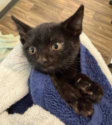 Shelter Stray Female Cat last seen Near Olamar Way, San Diego, CA, 92139, 5500 Gaines St, San Diego, CA 92110, USA