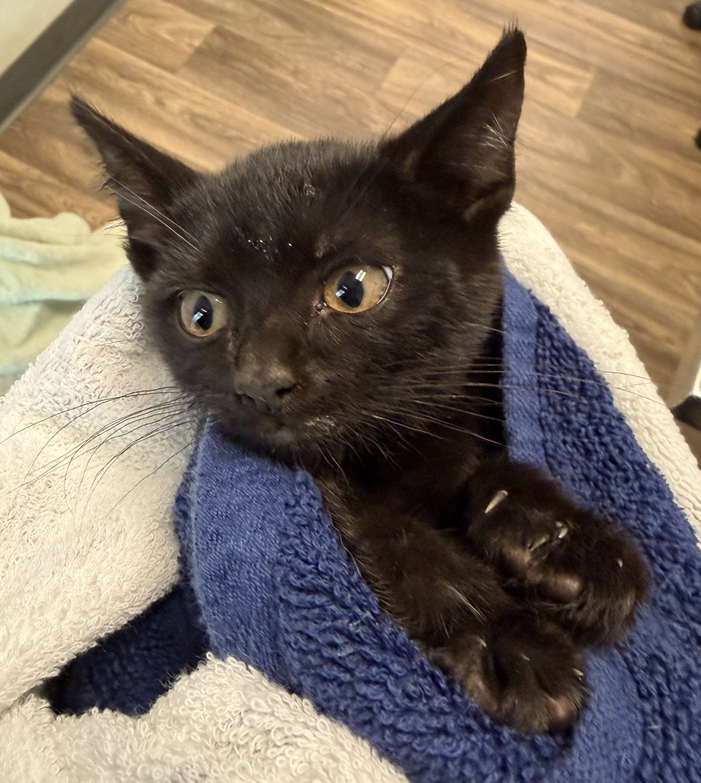 Shelter Stray Female Cat last seen Near Olamar Way, San Diego, CA, 92139, 5500 Gaines St, San Diego, CA 92110, USA
