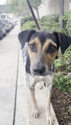Shelter Stray Female Dog last seen Near Kelton Road, San Diego, CA, 92114, 5500 Gaines St, San Diego, CA 92110, USA