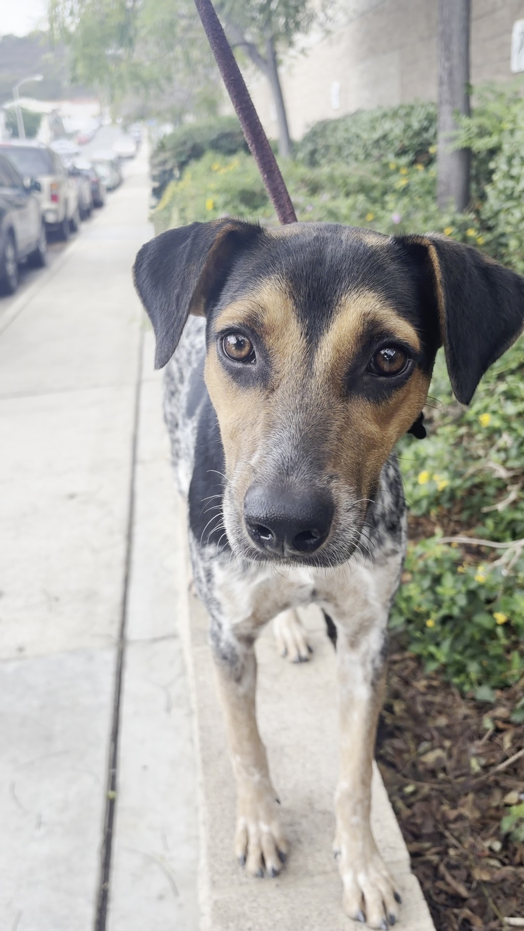 Shelter Stray Female Dog last seen Near Kelton Road, San Diego, CA, 92114, 5500 Gaines St, San Diego, CA 92110, USA