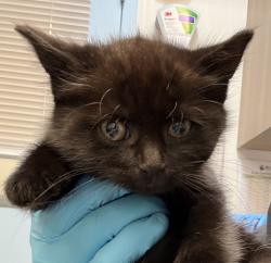 Shelter Stray Female Cat last seen SE 91st & Skidmore, PORTLAND, OR, 97220, 1700 W Historic Columbia River Hwy, Troutdale, OR 97060, USA