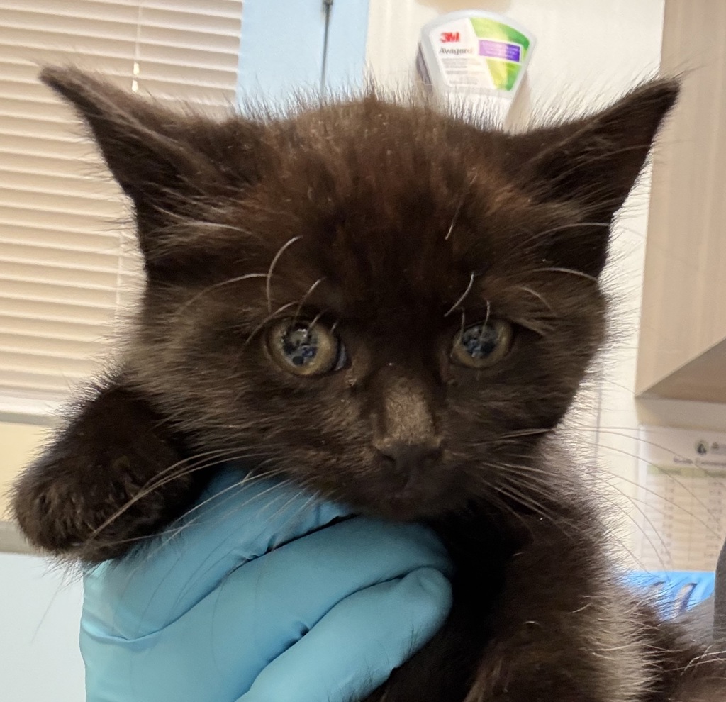 Shelter Stray Female Cat last seen SE 91st & Skidmore, PORTLAND, OR, 97220, 1700 W Historic Columbia River Hwy, Troutdale, OR 97060, USA