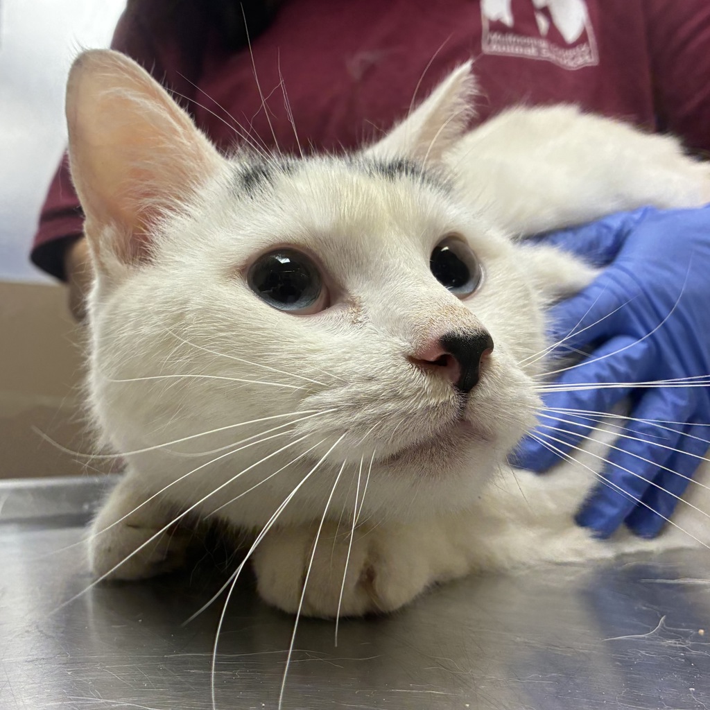Shelter Stray Male Cat last seen NE 82nd/Schuyler, OR, 1700 W Historic Columbia River Hwy, Troutdale, OR 97060, USA