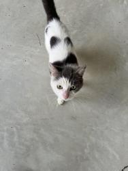 Found/Stray Male Cat last seen Ascot II, Hartfield Ct, Fayetteville, NC 28311