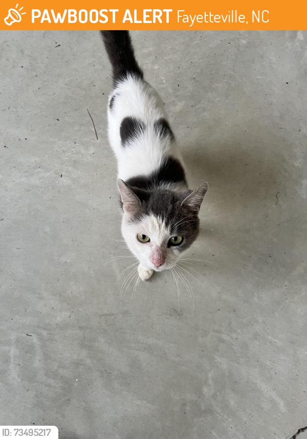 Found/Stray Male Cat last seen Ascot II, Hartfield Ct, Fayetteville, NC 28311