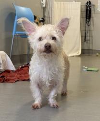 Shelter Stray Male Dog last seen Island Avenue, San Diego, CA, 92102, 5500 Gaines St, San Diego, CA 92110, USA