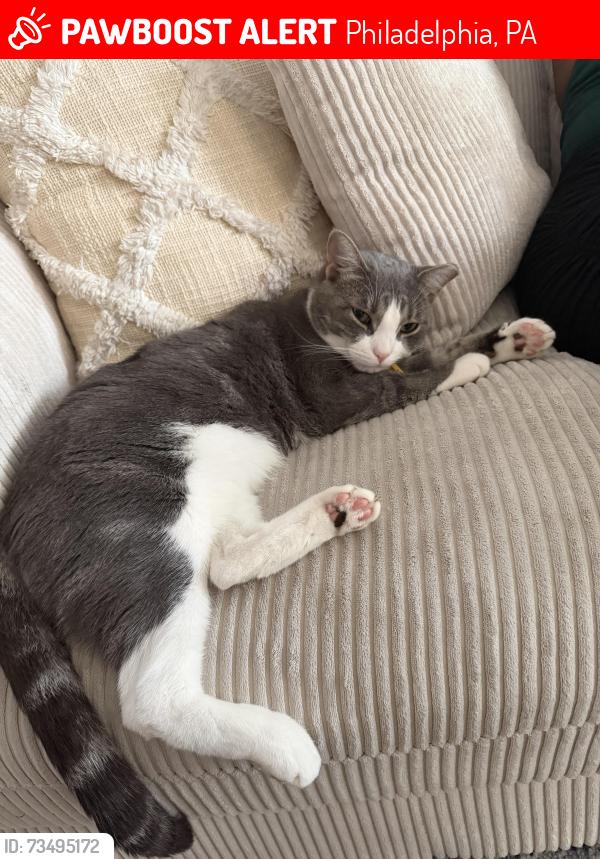 Lost Male Cat last seen Tyson Ave across from Solis-Cohen Elementary School, Philadelphia, PA 19149