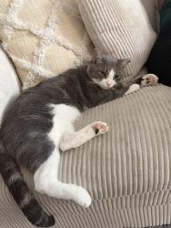 Lost Male Cat last seen Tyson Ave across from Solis-Cohen Elementary School, Philadelphia, PA 19149
