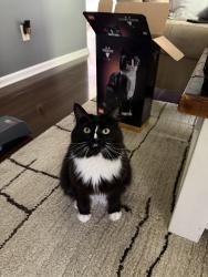Lost Female Cat last seen She was last seen on Estrella Drive!, Lexington, KY 40511