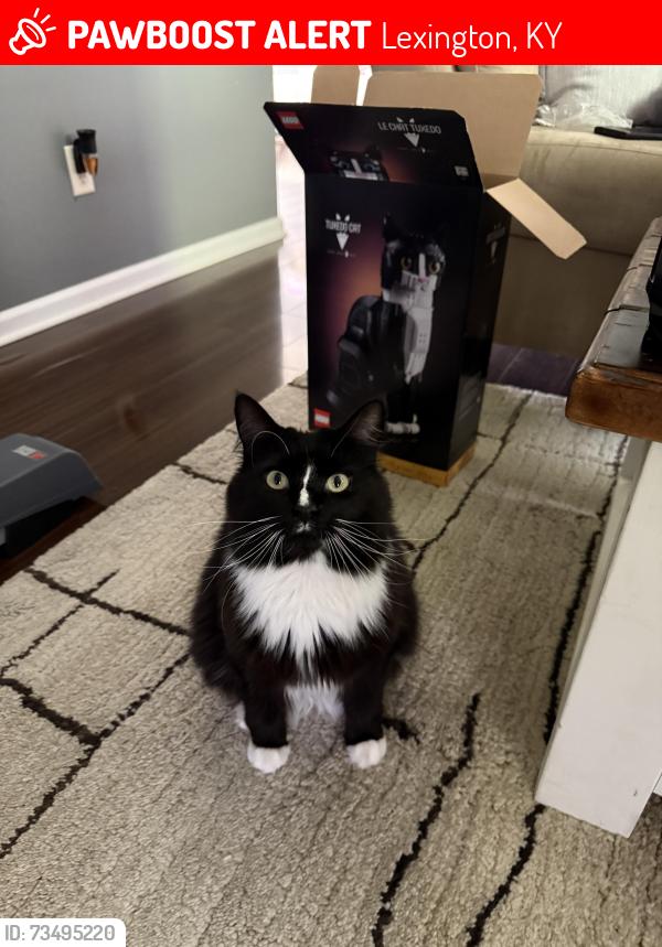 Lost Female Cat last seen She was last seen on Estrella Drive!, Lexington, KY 40511
