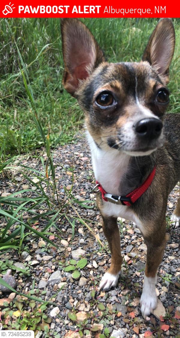 Lost Male Dog last seen Five points, Albuquerque, NM 87105