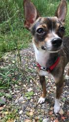 Lost Male Dog last seen Five points, Albuquerque, NM 87105