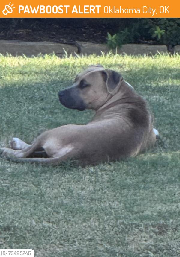 Found/Stray Unknown Dog last seen SW 134th and S May, Oklahoma City, OK 73170