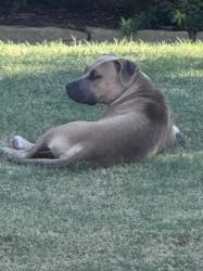 Found/Stray Unknown Dog last seen SW 134th and S May, Oklahoma City, OK 73170