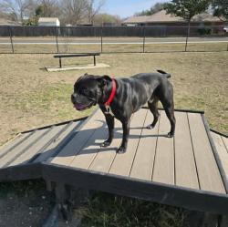 Found/Stray Male Dog last seen Near Dixie Cove, Kyle, TX 78640