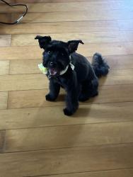 Lost Female Dog last seen Broadway and Moss st, Chula Vista, CA 91911