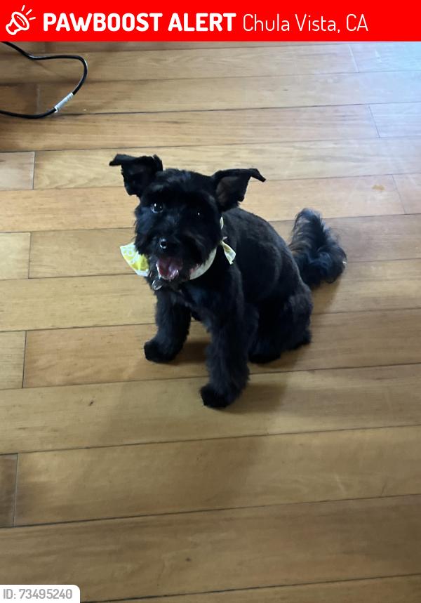 Lost Female Dog last seen Broadway and Moss st, Chula Vista, CA 91911