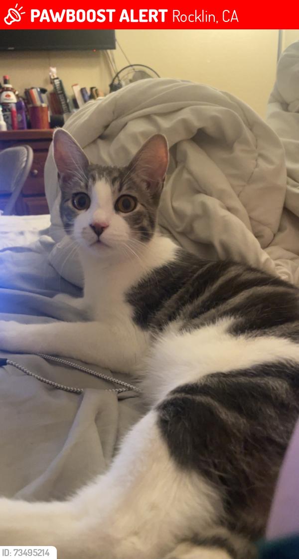 Lost Male Cat last seen Stanford Ranch and Park, Rocklin, CA 95765