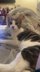 Lost Male Cat last seen Stanford Ranch and Park, Rocklin, CA 95765