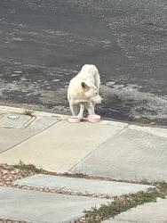 Found/Stray Female Dog last seen Ashley glen & newcastle, Victorville, CA 92394