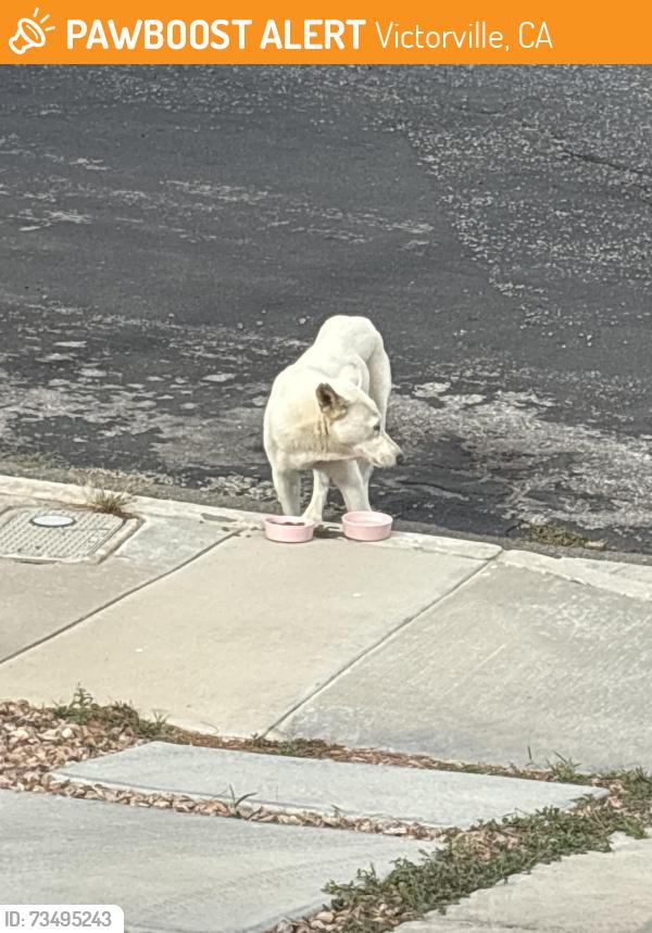 Found/Stray Female Dog last seen Ashley glen & newcastle, Victorville, CA 92394