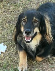 Lost Female Dog last seen 66th st & Exeter Blvd, Scottsdale, AZ 85251
