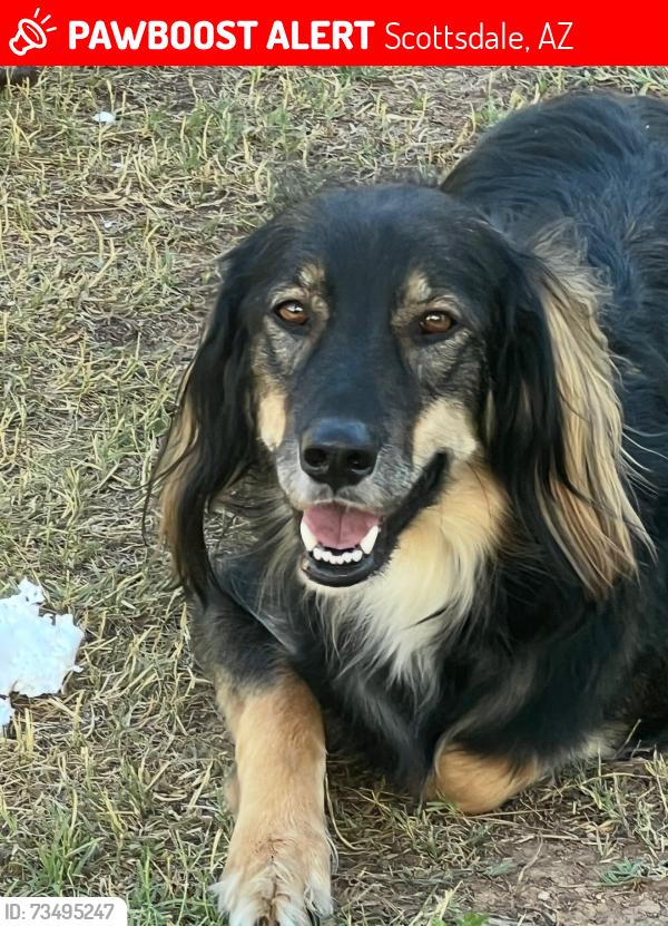 Lost Female Dog last seen 66th st & Exeter Blvd, Scottsdale, AZ 85251
