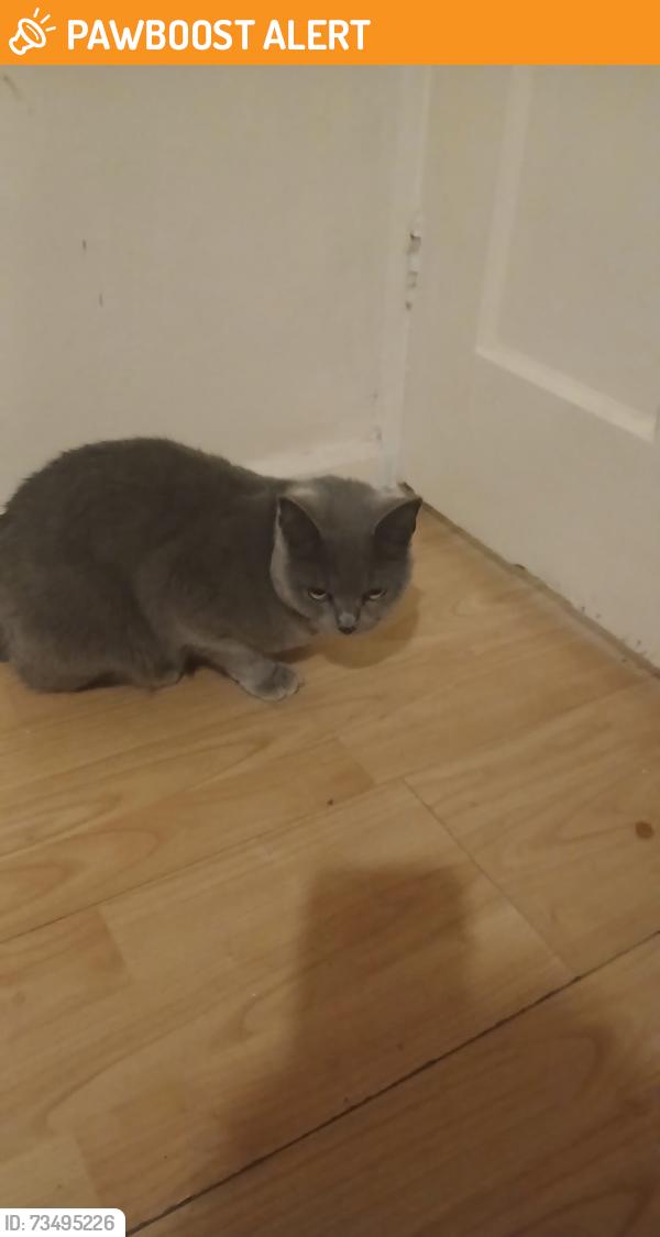 Found/Stray Female Cat last seen Burnt oak station, Greater London, England 