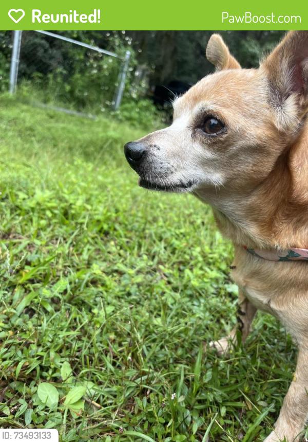 Reunited Male Dog last seen Paige’s dairy and Pamela road area, Yulee, FL 32097