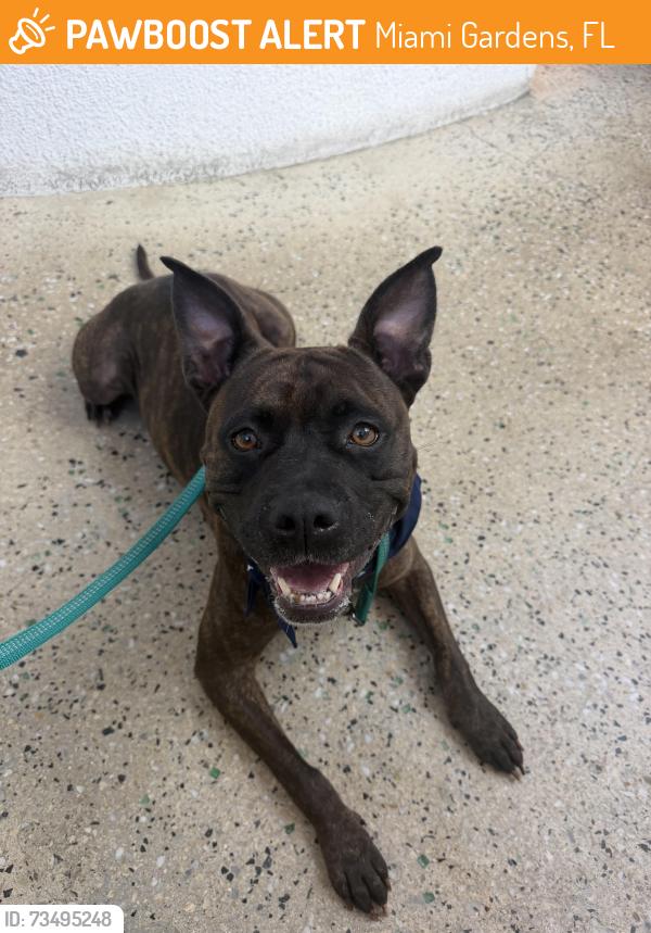 Found/Stray Female Dog last seen Ives est, Miami Gardens, FL 33179