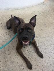 Found/Stray Female Dog last seen Ives est, Miami Gardens, FL 33179