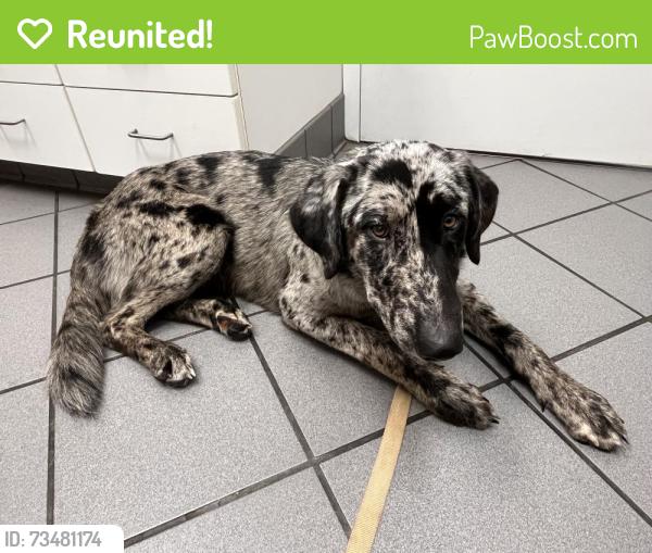 Reunited Female Dog last seen Brently Woods neighborhood- East Brainerd, Chattanooga, TN 37421