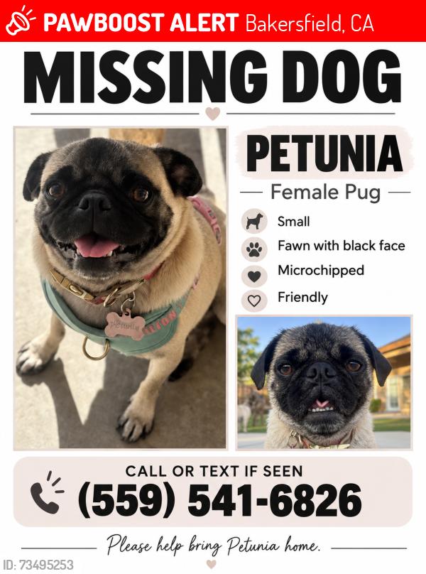 Lost Female Dog last seen Ollie cr Bakersfield ca, Bakersfield, CA 93314