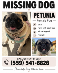 Lost Female Dog last seen Ollie cr Bakersfield ca, Bakersfield, CA 93314